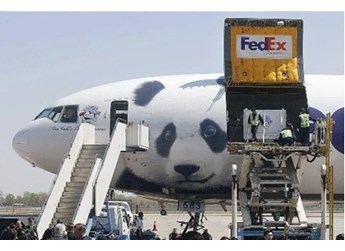 欢迎回家！奥铃北极熊护航国宝“丫丫“回家 封面图